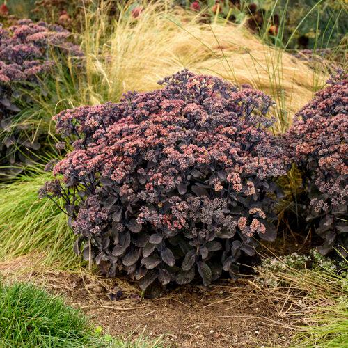Rock 'N Grow® Back In Black Stonecrop