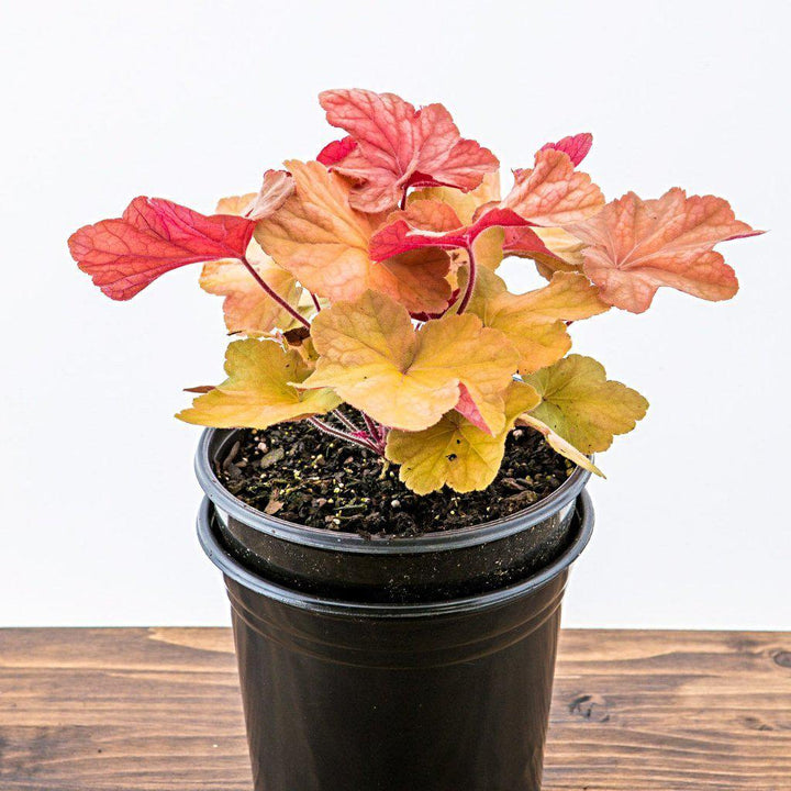 Caramel Coral Bells, Heuchera