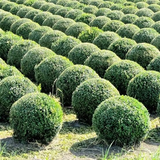 Baby Gem™ Boxwood