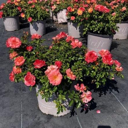 Peach Drift® Rose