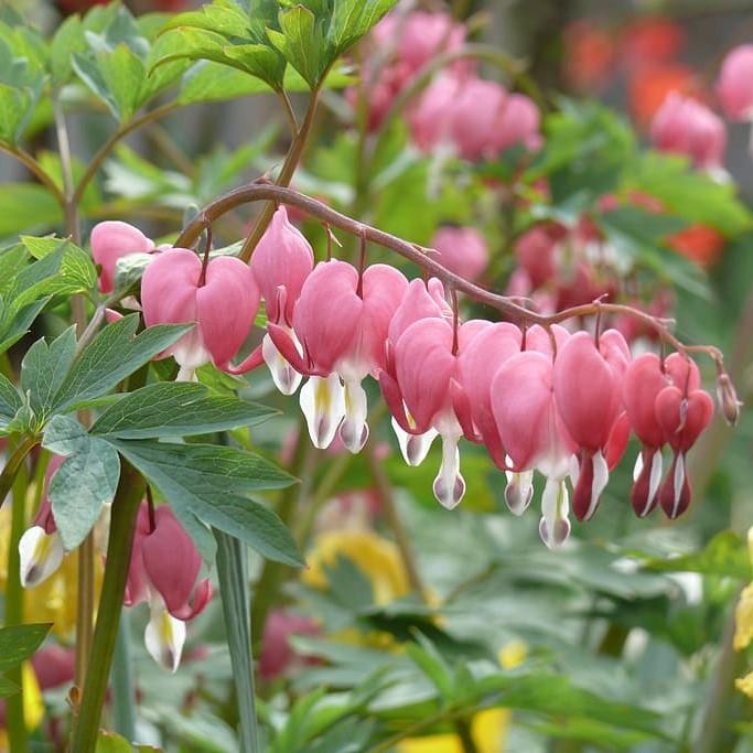 Bleeding Heart