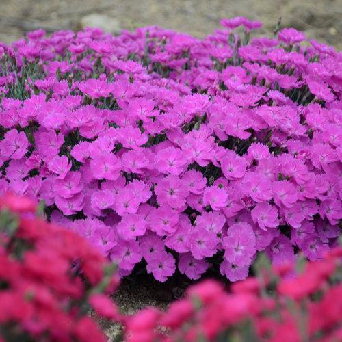 Paint the Town Fuchsia Dianthus