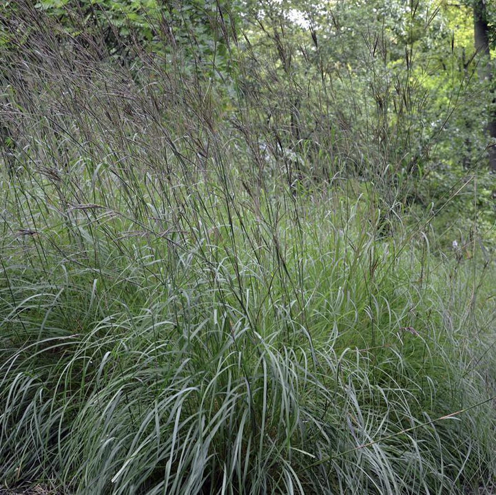 Big Bluestem