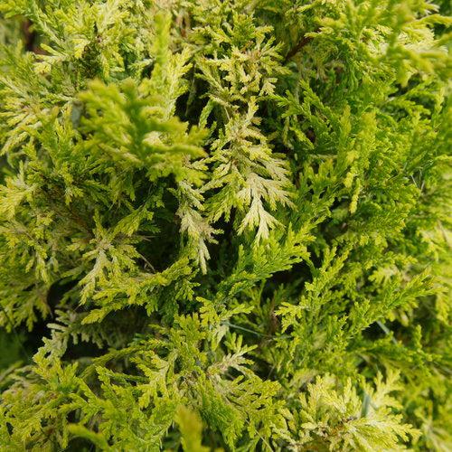 Soft Serve® Gold False Cypress