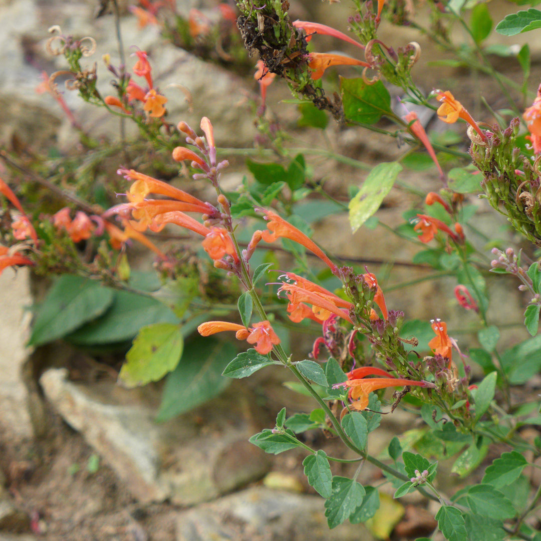 Kudos™ Mandarin Hummingbird Mint, Hyssop