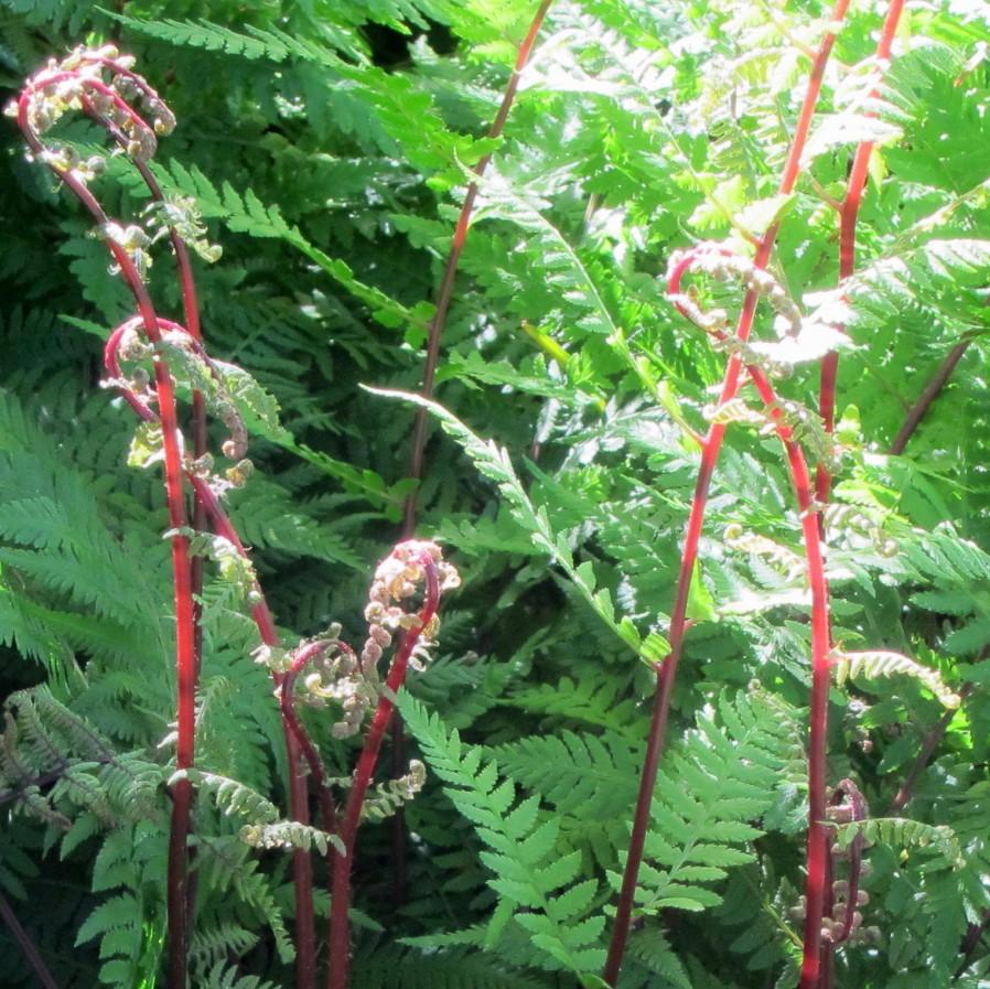 Lady in Red Fern, Northern Lady Fern