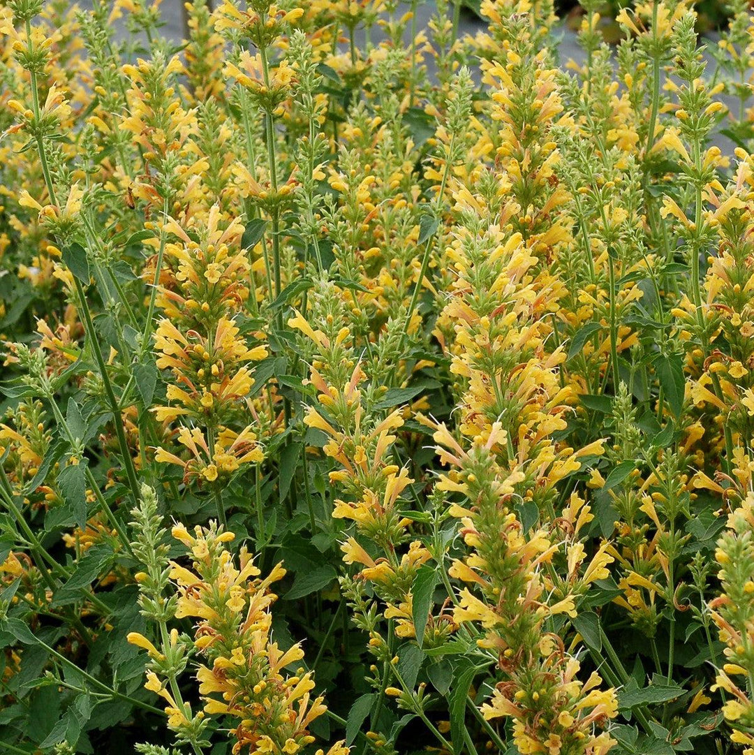 Kudos™ Yellow Hummingbird Mint, Hyssop