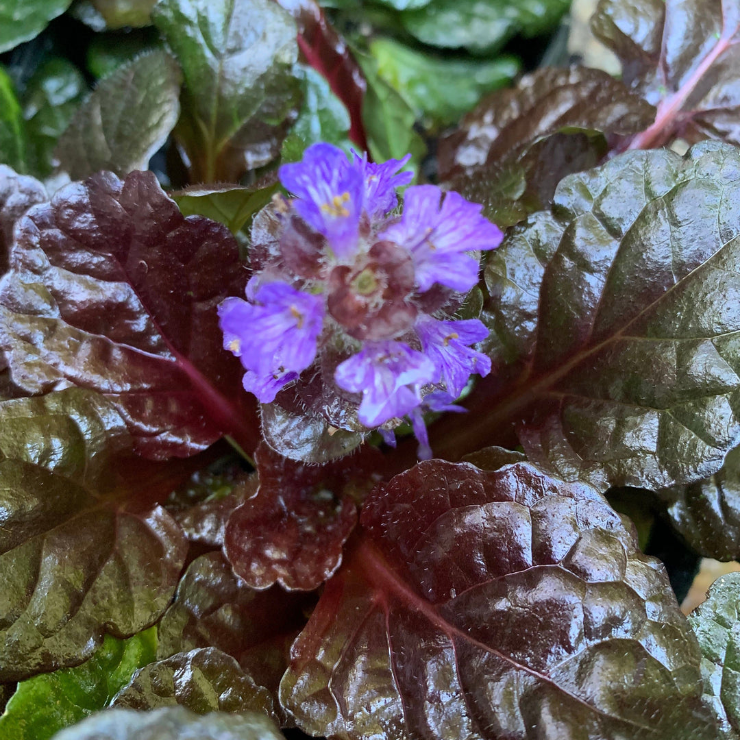 Black Scallop Bugleweed
