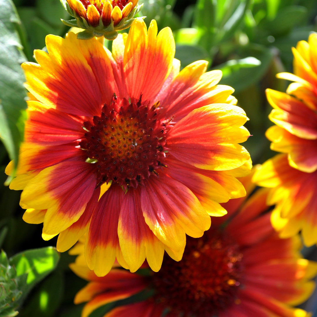 Arizona Sun Blanket Flower