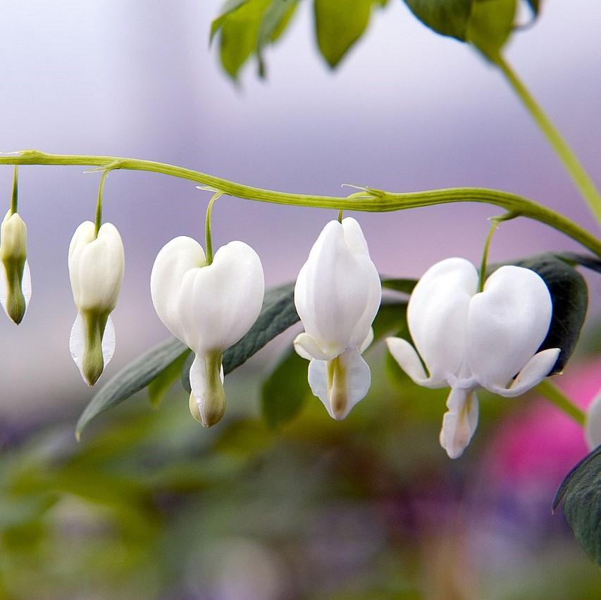 White Bleeding Heart