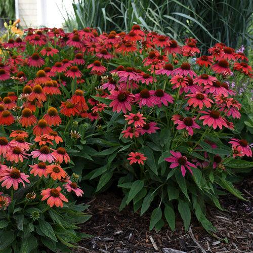 PW® Summersong™ Firefinch™ Coneflower
