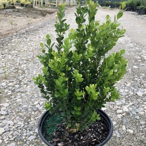 NewGen™ Freedom® Boxwood