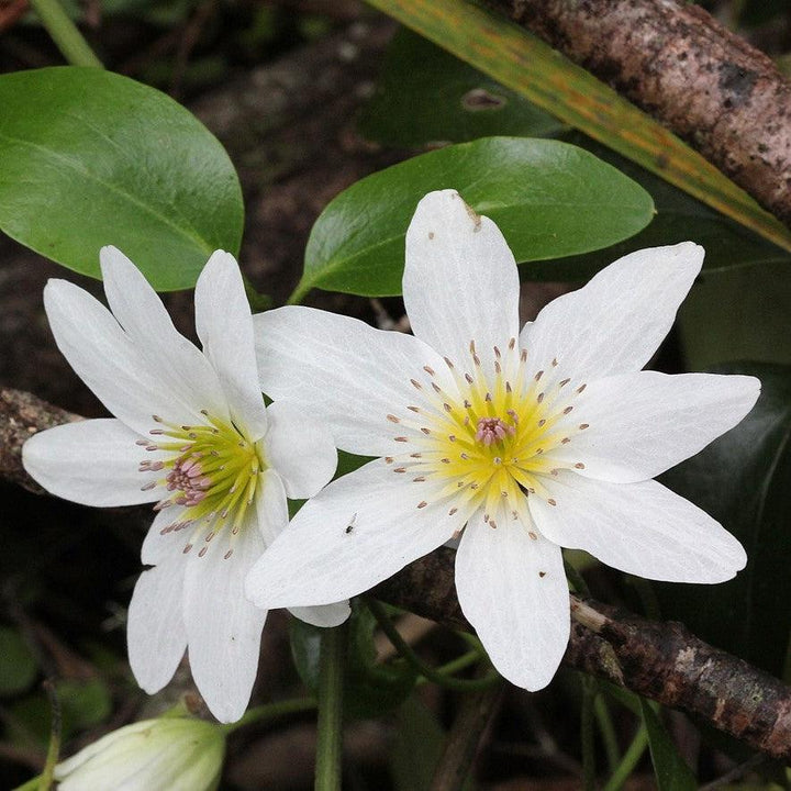 Autumn Clematis
