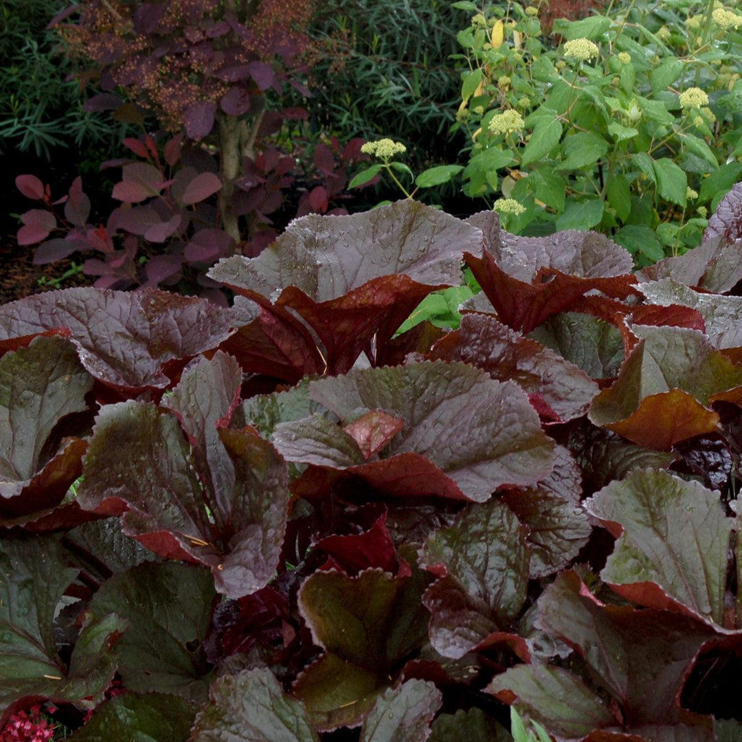 Britt-Marie Crawford Leopard Plant