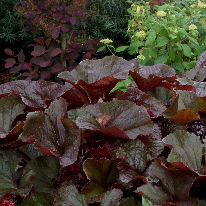 Britt-Marie Crawford Leopard Plant