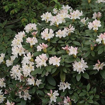 Cunningham's White Rhododendron