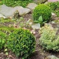 Baby Gem™ Boxwood