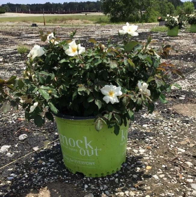 White Knock Out® Rose