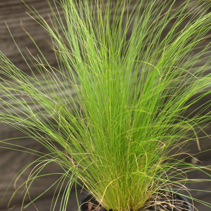 Nassella tenuissima  - Mexican Feather Grass