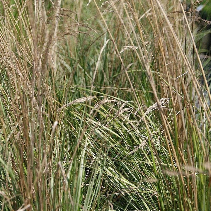 Calamagrostis x acutiflora 'Avalanche'  - Avalanche Feather Reed Grass