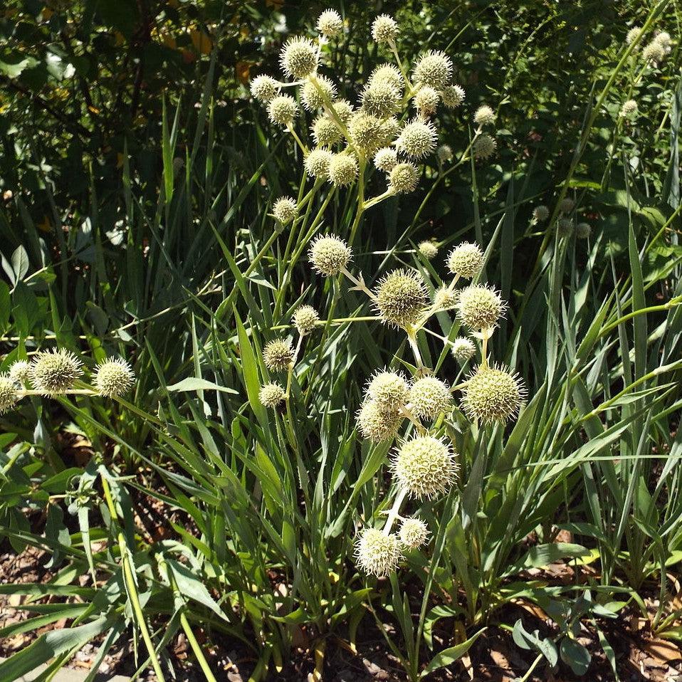 Rattlesnake Master