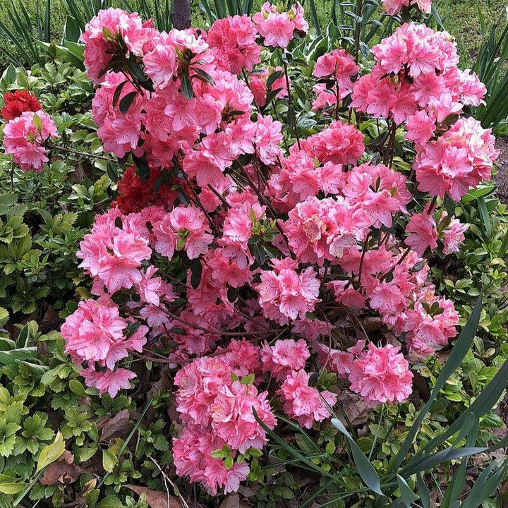 Blaauw's Pink Azalea