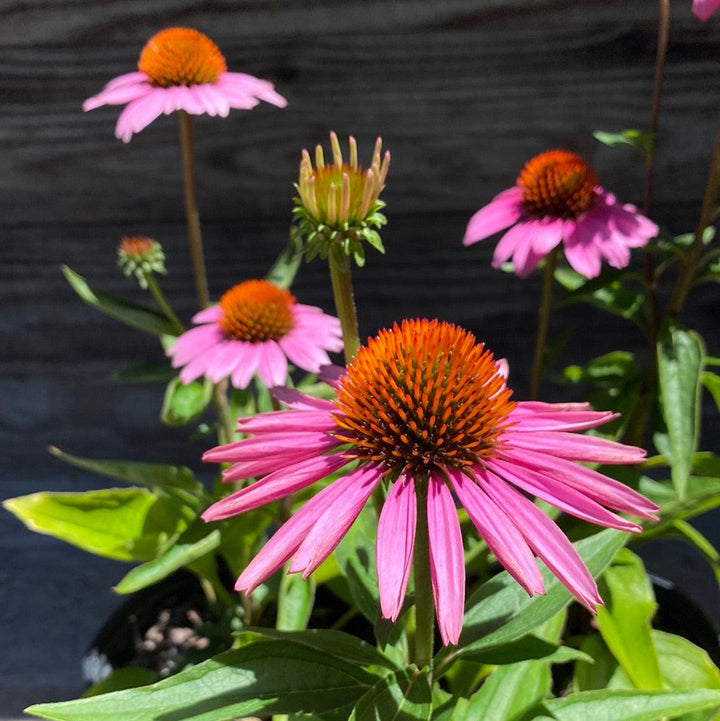 Magnus Echinacea, Coneflower