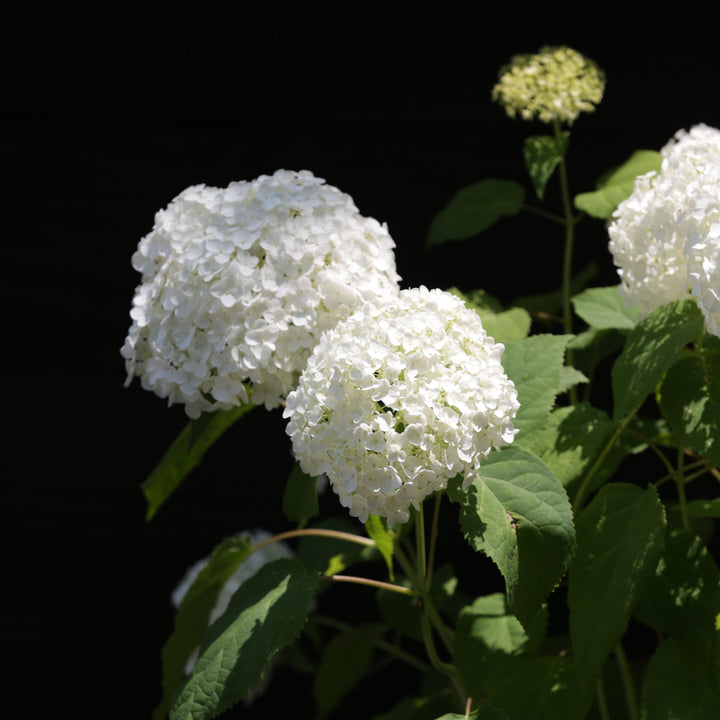Mophead Hydrangea, Annabelle Hydrangea