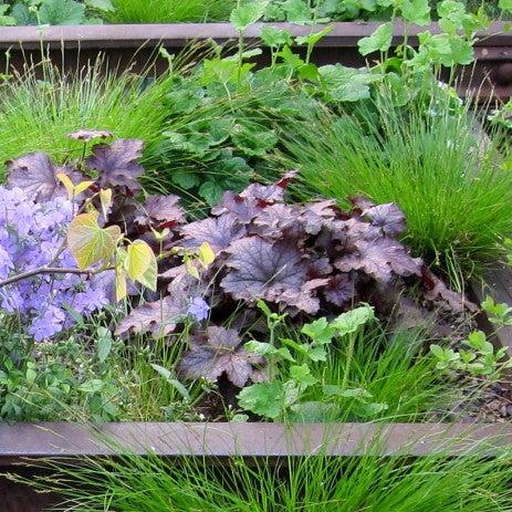 Frosted Violet Coral Bells
