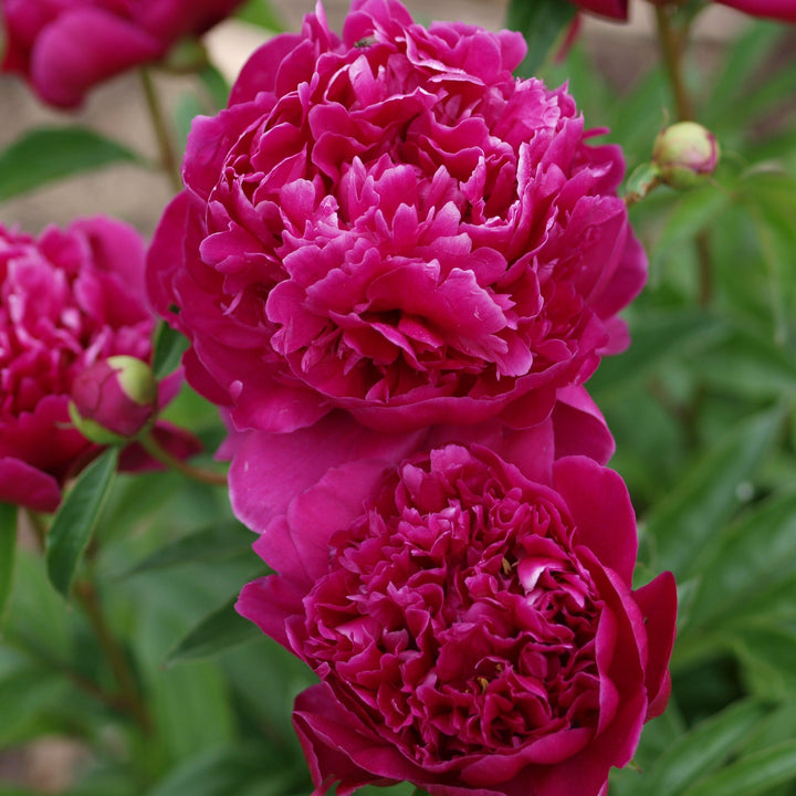 Paeonia lactiflora 'Kansas'  - Kansas Peony