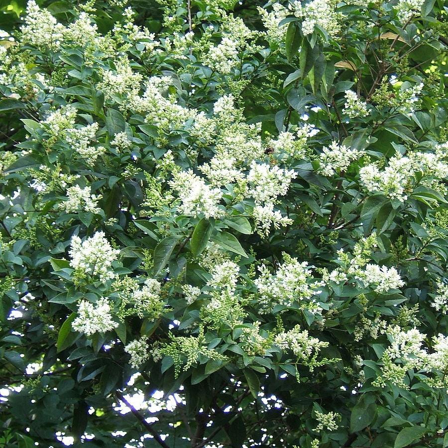 California Privet
