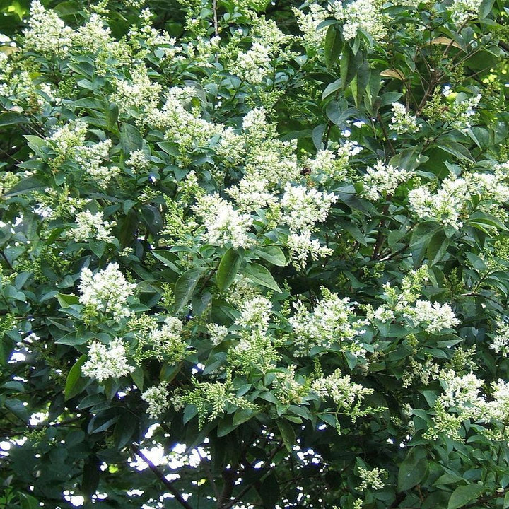 California Privet