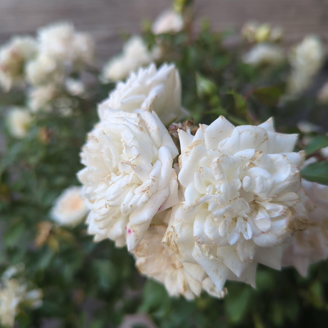 White Drift® Rose