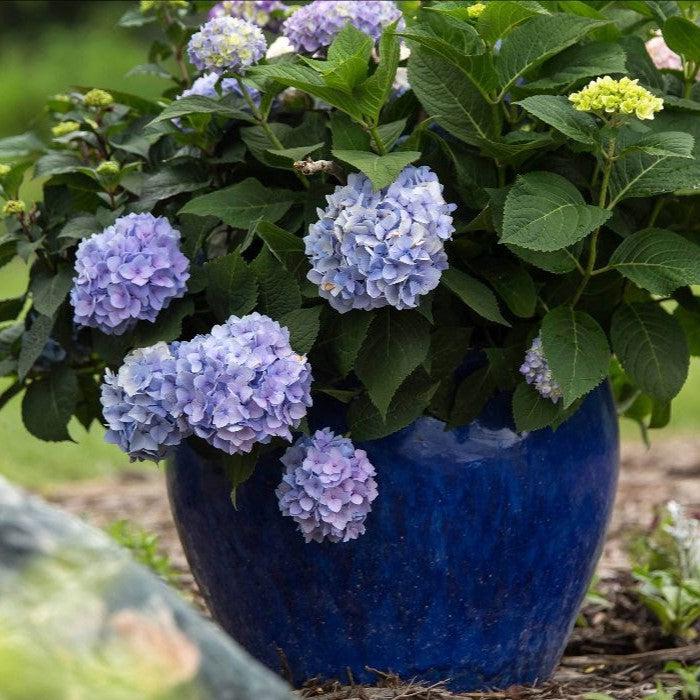 Endless Summer® The Original Hydrangea – Sunny Valley Farms