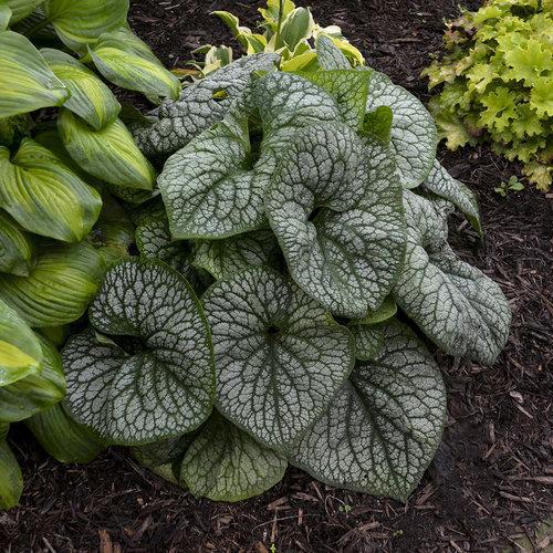 Jack of Diamonds Heartleaf Brunnera
