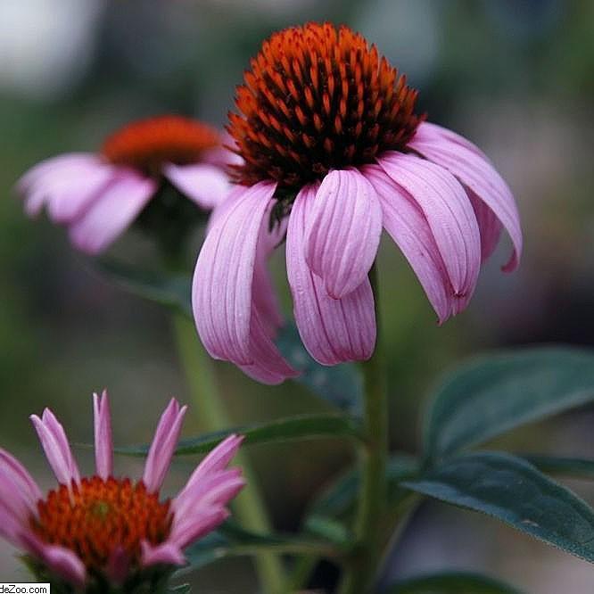Magnus Echinacea, Coneflower