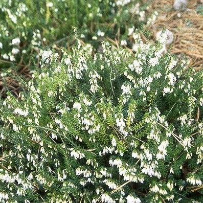 Heather, White
