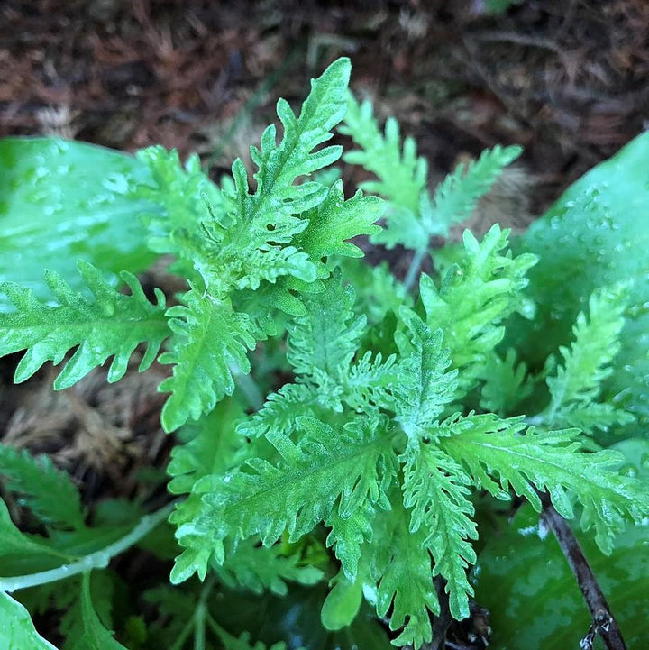 Russian Sage