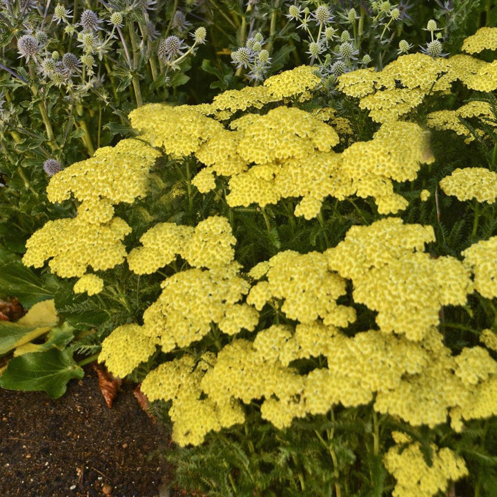 Sunny Seduction Yarrow