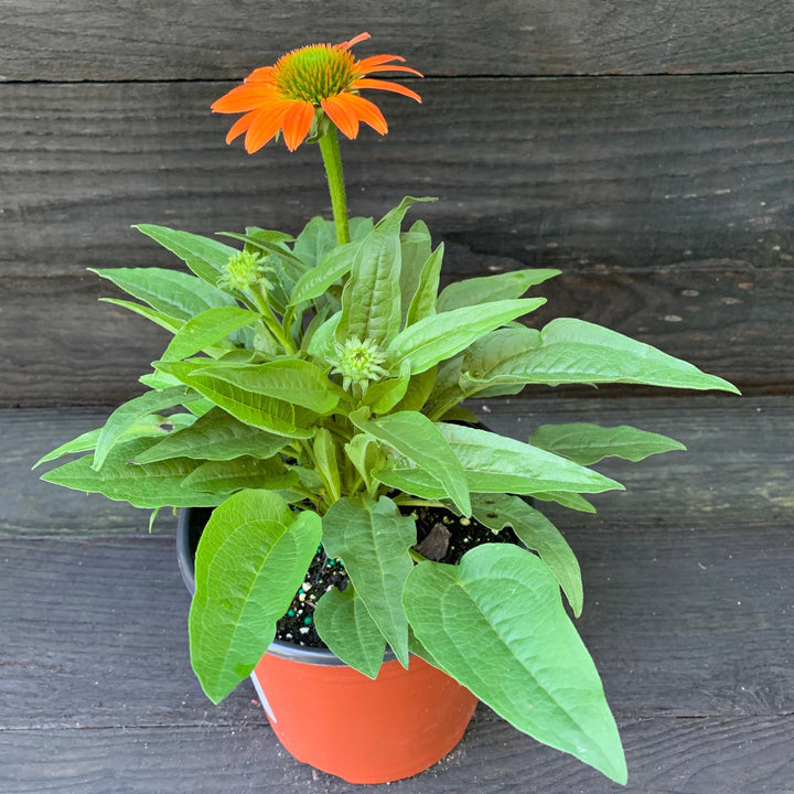 Echinacea 'PAS1308374'  - Artisan™ Soft Orange Coneflower