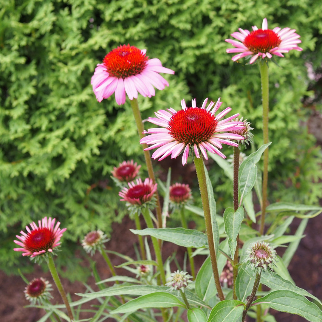 Ruby Star Echinacea