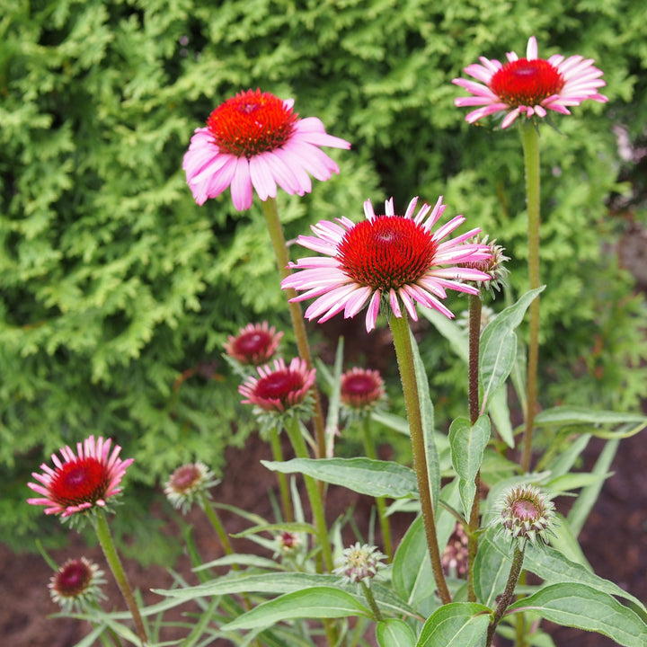 Ruby Star Echinacea