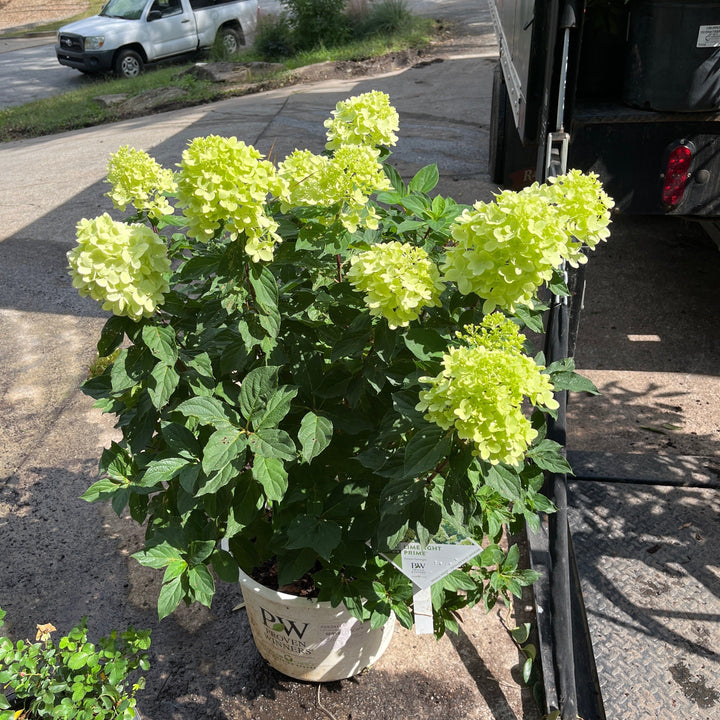 Proven Winners® Limelight Prime® Hydrangea