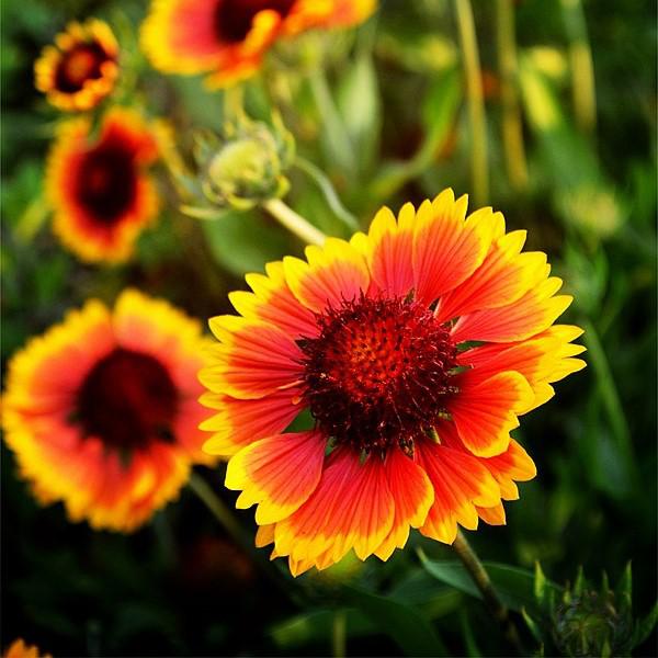 Gaillardia aristata 'Bargaispinor'  - Spintop™ Orange Halo Blanket Flower