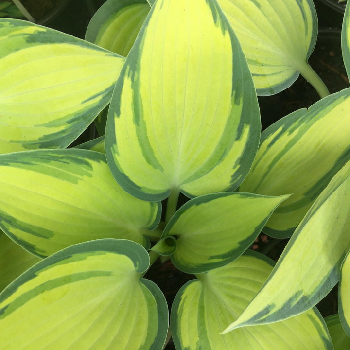 Hosta 'June'  - June Hosta