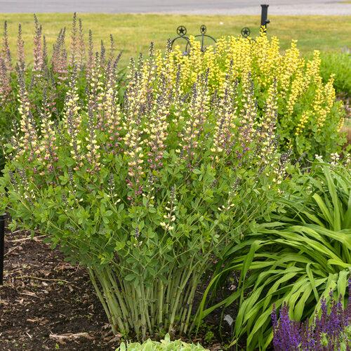 PW® Decadence® Deluxe Pink Lemonade False Indigo