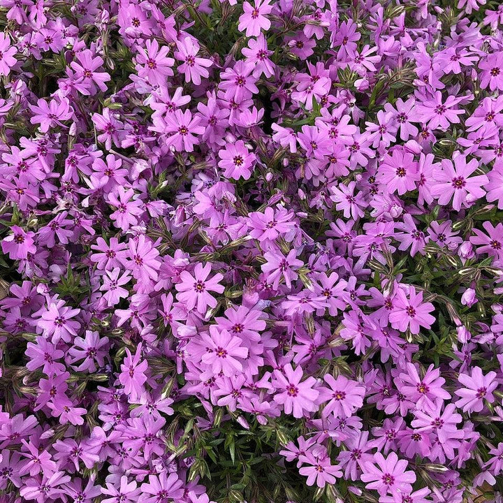 Fort Hill Creeping Phlox