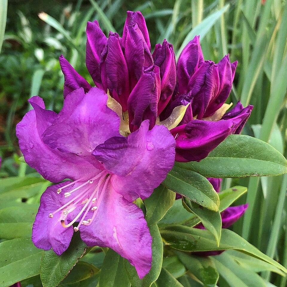 Purple Passion Rhododendron