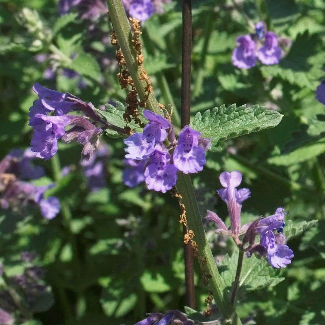 Walker's Low Catmint