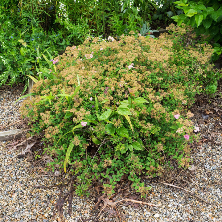 Little Princess Spirea
